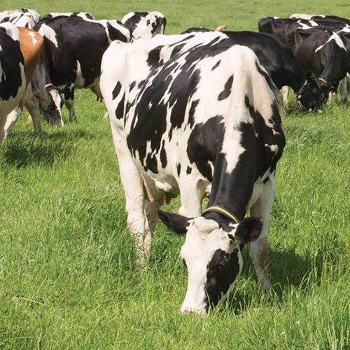 Grazing