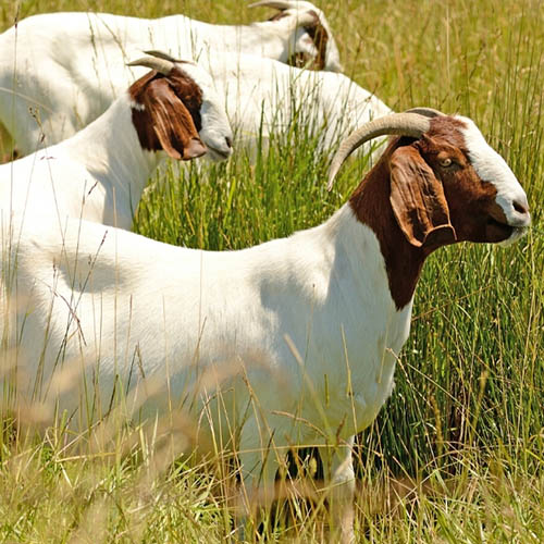 Small ruminants